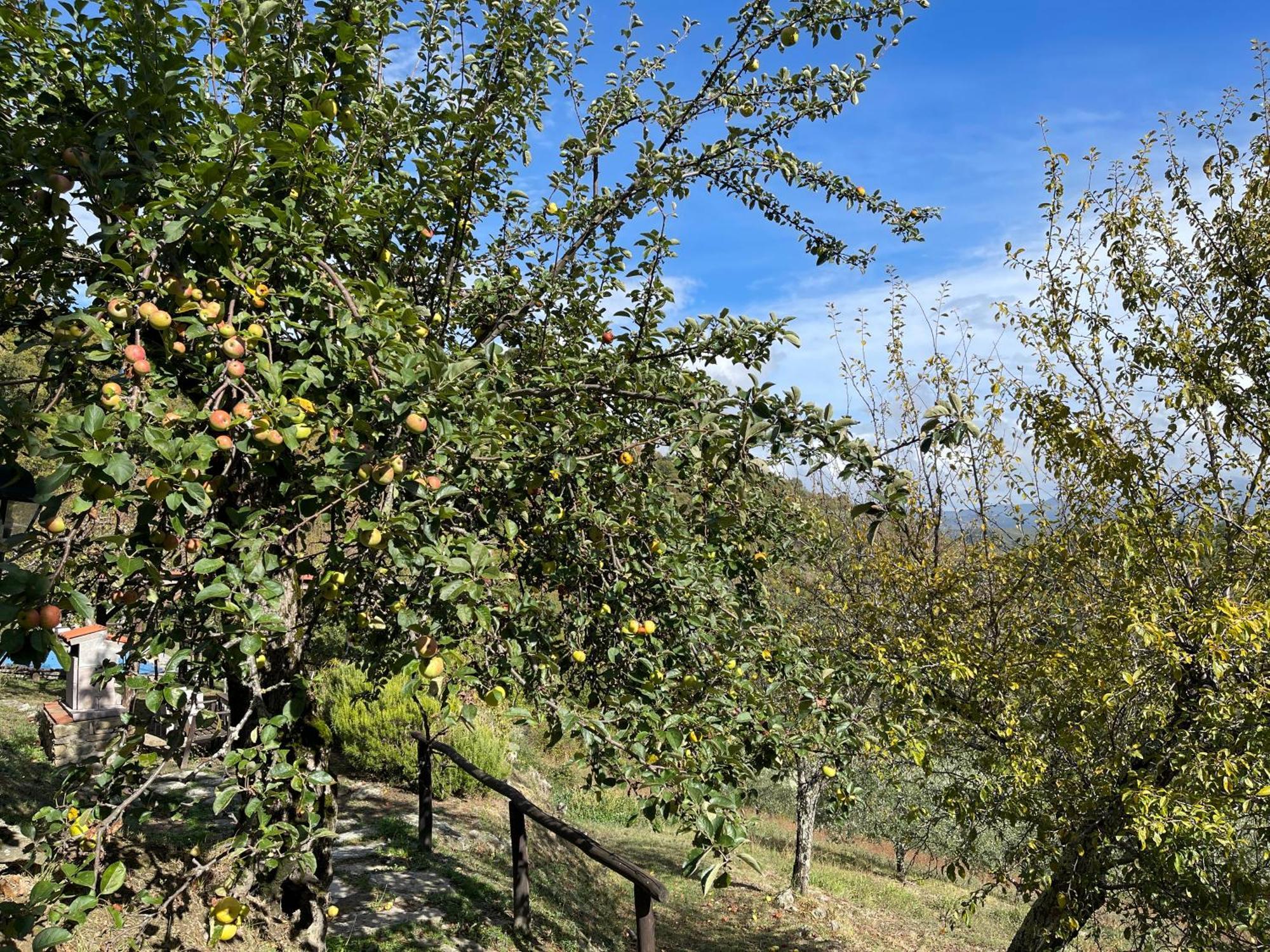 Bio Agriturismo Il Vigno Caprese Michelangelo Exterior foto